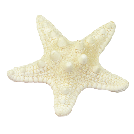 ESTRELLA DE MAR 5 A 6CM APROX ESTRELLA DE MAR 5 A 6CM APROX