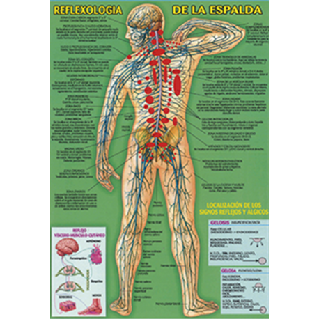FICHA REFLEXOLOGIA DE LA ESPALDA (29,5 x 21 cm) FICHA REFLEXOLOGIA DE LA ESPALDA (29,5 x 21 cm)